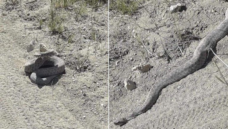 Caminaba por la barda en Roca y se llevó el susto de su vida