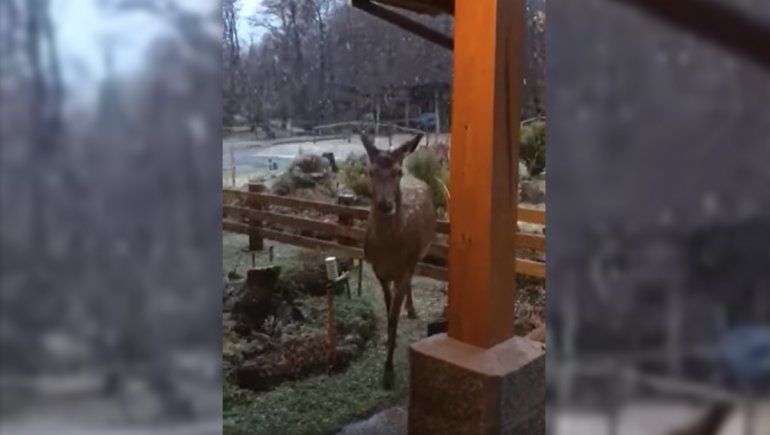 Postales de la nevada: visitas inesperadas que se viralizaron