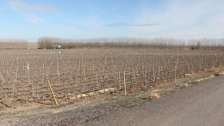 "Somos la bodega con más hectáreas plantadas", dijo el enólogo. Foto: LMN "Somos la bodega con más hectáreas plantadas", dijo el enólogo. Foto: LMN
