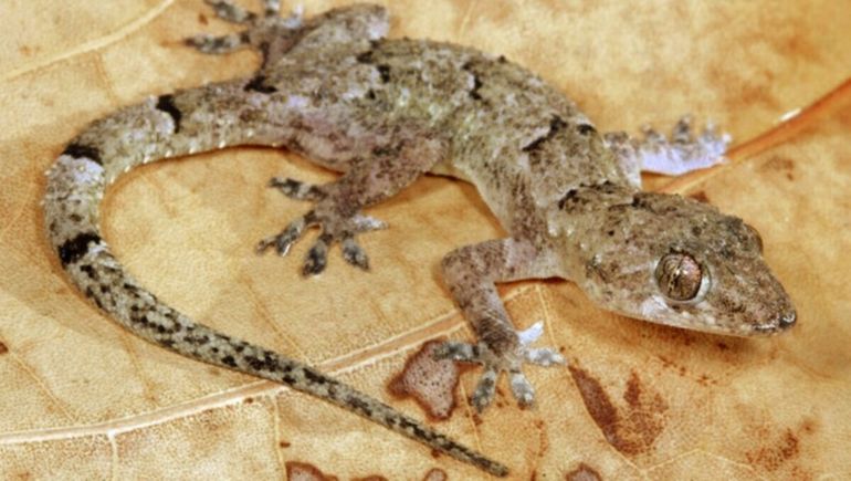 Incautaron tres ejemplares de lagarto gecko casero en Chubut. (Foto ilustrativa). | LM Neuquen Incautaron tres ejemplares de lagarto gecko casero en Chubut. (Foto ilustrativa).