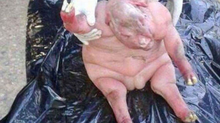 Una oveja dio a luz a una cría muerta que tenía una malformación.