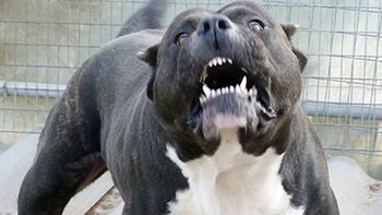 La dueña del dogo que destrozó el cuerpo de una nena deberá donar 10 mil pesos