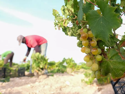 La sequía y el calor extremo en Francia amenazan la producción y adelantan la vendimia de 2025.