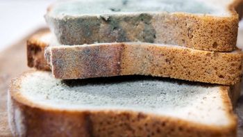 la ciencia responde: ¿es peligroso el moho en el pan? la ciencia responde: ¿es peligroso el moho en el pan?