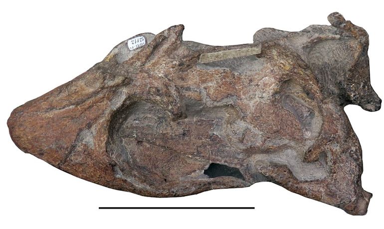 El fósil mide 22,5 centímetros y es, hasta ahora, el cráneo más completo conocido de esta especie prehistórica. El fósil mide 22,5 centímetros y es, hasta ahora, el cráneo más completo conocido de esta especie prehistórica.