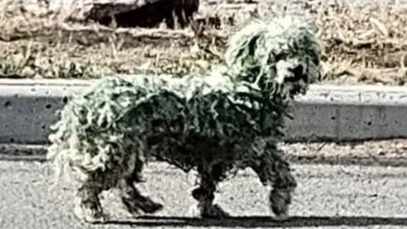 Bebé, el caniche toy que encontraron perdido y pintado de verde en las calles de Trelew.&nbsp;