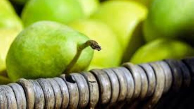 Aunque los envíos cayeron 1% frente al año pasado, el volumen exportado supera en 12% el promedio de las últimas cinco temporadas y consolida a Brasil como principal destino. | LM Neuquen Aunque los envíos cayeron 1% frente al año pasado, el volumen exportado supera en 12% el promedio de las últimas cinco temporadas y consolida a Brasil como principal destino.