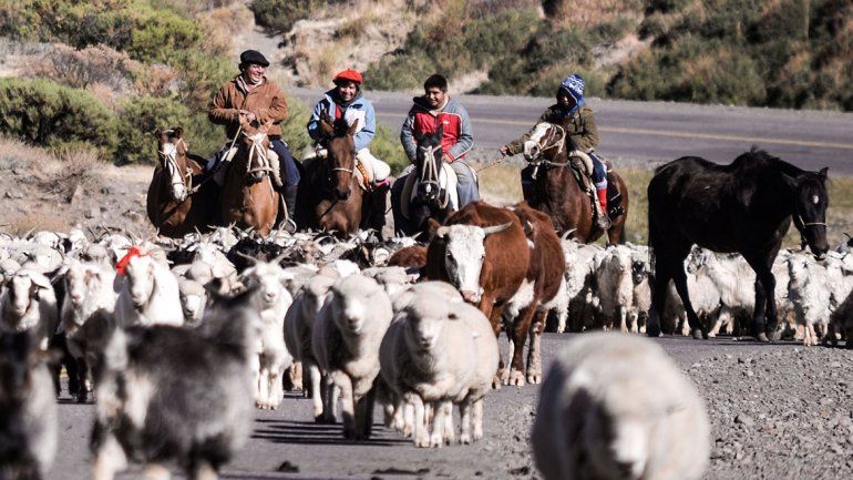 El chivito tiene su desarrollo. El fin de la veranada tiene los animales con mejor peso. Pero la sequía juega una maña pasada.