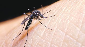 Detectaron la primera ovitrampa positiva de mosquito de dengue.