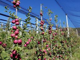 Alta productividad, nuevas variedades, tecnología y calidad, es lo que define hoy a una fruticultura moderna y competitiva. Alta productividad, nuevas variedades, tecnología y calidad, es lo que define hoy a una fruticultura moderna y competitiva.