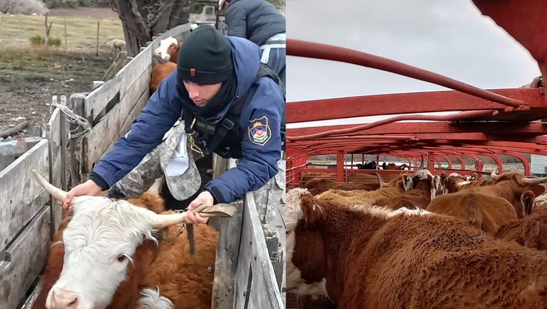 Rescataron 27 vacas robadas en campos de Junín de los Andes