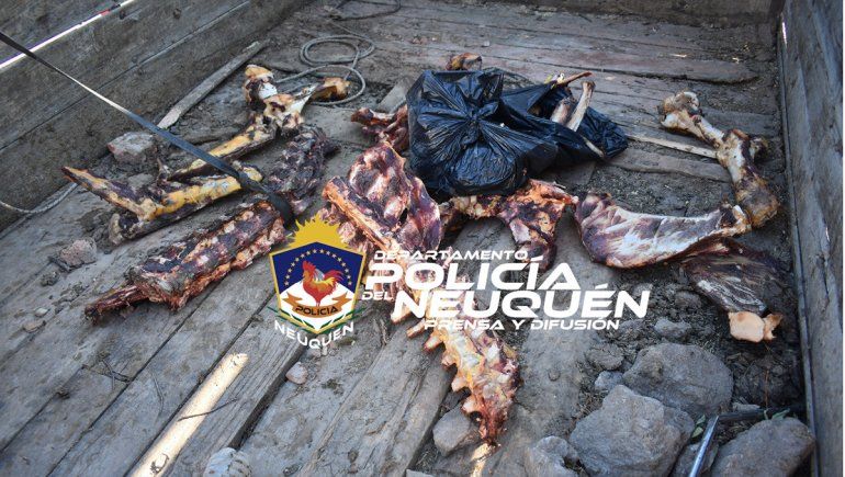 Robó un toro, lo faenó y lo atraparon en su camión