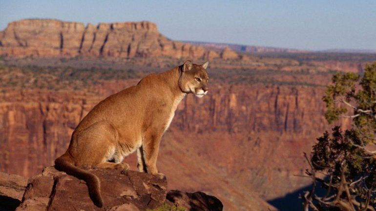 El niño jugaba fuera de su casa y allí fue atacado por el felino.