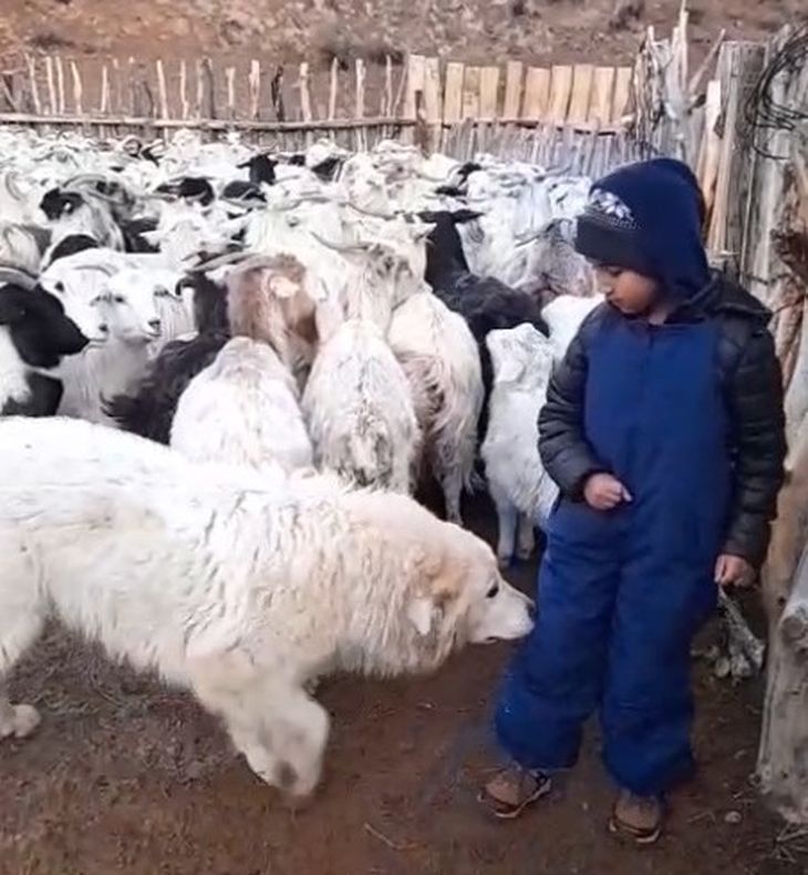 Defensoría recomienda pastoreo rotativo, encierre nocturno y financiamiento público para medidas no letales de coexistencia.