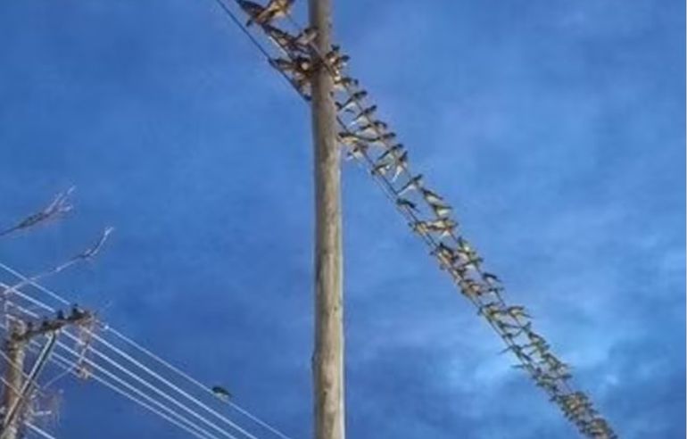 Los loros barranqueros tienen por costumbre posarse en los cables del tendido eléctrico (foto ilustrativa). Los loros barranqueros tienen por costumbre posarse en los cables del tendido eléctrico (foto ilustrativa). 