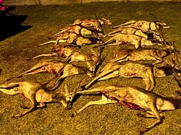 La Pampa: llevaban 12 antílopes muertos en una camioneta.