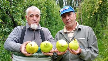 “Tirar la cosecha antes que regalarla”: el drama del productor que vende peras a $300 y las ve a $4.000 en la verdulería. | LM Neuquen “Tirar la cosecha antes que regalarla”: el drama del productor que vende peras a $300 y las ve a $4.000 en la verdulería.