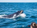 El avistaje de fauna es uno de los atractivos de la costa de Río Negro en primavera.