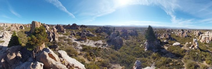 Se implementó una estrategia de conservación in situ mediante una regeneración asistida. Foto: gentileza. Se implementó una estrategia de conservación in situ mediante una regeneración asistida. Foto: gentileza.