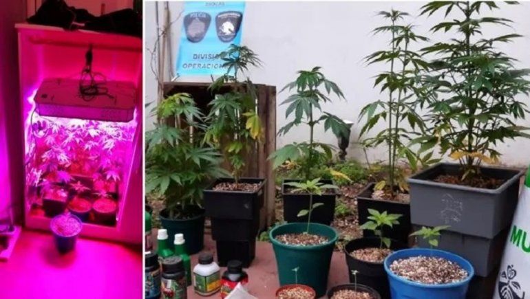Montó un invernadero de marihuana para vender con take away