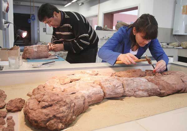 Trabajan en la exhibición de un fémur en el museo de Zapala