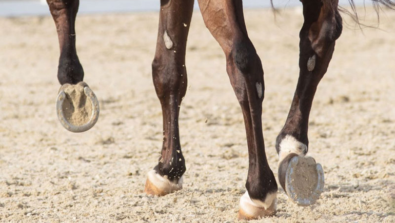 La Policía desarticuló una carrera de caballos clandestina en Centenario