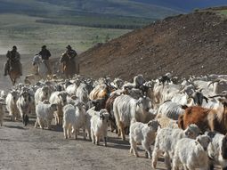 El chivito es un producto que se caracteriza por ser ecológico y tiene su auge en la época de las fiestas de fin de año. El chivito es un producto que se caracteriza por ser ecológico y tiene su auge en la época de las fiestas de fin de año.