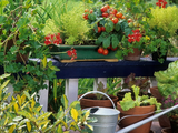 Tres plantas ideales para sembrar en enero y disfrutar de frutos y flores
