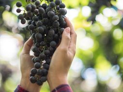 La tendencia avanza apaso firme. La tendencia avanza apaso firme.