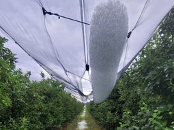 Granizo inusual y daños: El fenómeno climático afectó a 2.400 hectáreas y 120 chacareros; se estima un daño promedio del 60% en la producción. Granizo inusual y daños: El fenómeno climático afectó a 2.400 hectáreas y 120 chacareros; se estima un daño promedio del 60% en la producción.