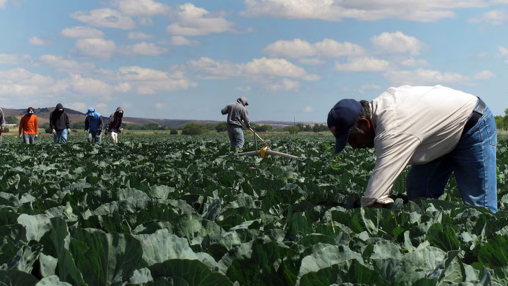 Trabajadores agrícolas mexicanos cortan maleza en un campo de coles cerca de King City, California. Foto: El Pais, Gosia Wozniacka (ASSOCIATED PRESS) Trabajadores agrícolas mexicanos cortan maleza en un campo de coles cerca de King City, California. Foto: El Pais, Gosia Wozniacka (ASSOCIATED PRESS)