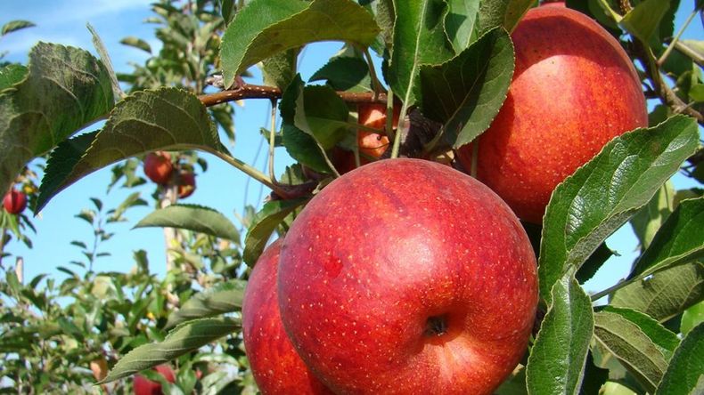 Comienza la cosecha de manzana en el Valle de Río Negro y Neuquén