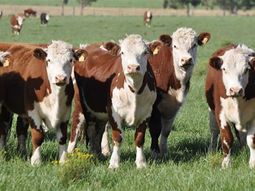 Un crédito atado a los ciclos productivos de la ganadería y que se paga con el valor carne. Un crédito atado a los ciclos productivos de la ganadería y que se paga con el valor carne.