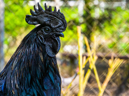 La pigmentación tan marcada en este animal se genera a través de una mutación genética. La pigmentación tan marcada en este animal se genera a través de una mutación genética.