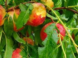 Los daños en carozo y peras han sido importantes. Los daños en carozo y peras han sido importantes.