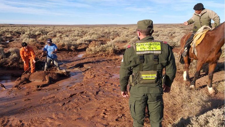 Gendarmes rescataron a un caballo empantanado en un mallín