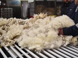La cadena lanera argentina consolida su recuperación con un fuerte crecimiento en valor y volumen exportado, en un contexto de menor oferta global. La cadena lanera argentina consolida su recuperación con un fuerte crecimiento en valor y volumen exportado, en un contexto de menor oferta global.