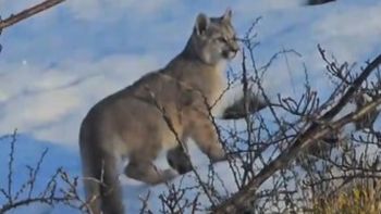 Video: un cachorro de puma con su familia en la nieve del camino al Glaciar Perito Moreno.