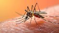En qué provincia argentina lanzarán 80.000 mosquitos estériles fluorescentes para combatir el dengue