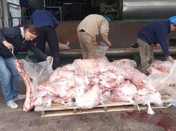 Los decomisos de carne que quieren ingresar de contrabando a la Patagonia crecen a través de los años. Los decomisos de carne que quieren ingresar de contrabando a la Patagonia crecen a través de los años.