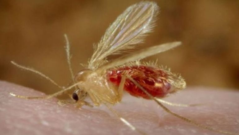 El uso de collares repelentes protege a los perros y ayuda a reducir la propagación del parásito que causa la leishmaniasis. El uso de collares repelentes protege a los perros y ayuda a reducir la propagación del parásito que causa la leishmaniasis.