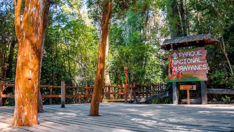 Algunos ejemplares tienen más de 600 años de antigüedad.