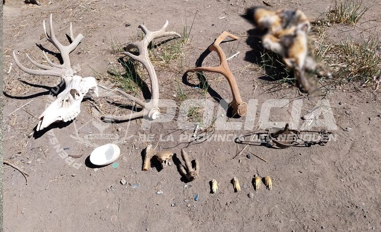 Las municiones y restos de animales estaban en una vivienda del norte neuquino.