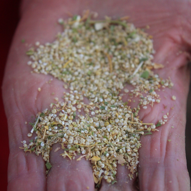 Las semillas cruzaron la cordillera originalmente mediante trueques históricos por ganado. Foto: INTA