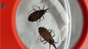 Con el calor, alertan los especialistas, las vinchucas empiezan a acercarse a las casas. | LM Neuquen Con el calor, alertan los especialistas, las vinchucas empiezan a acercarse a las casas.