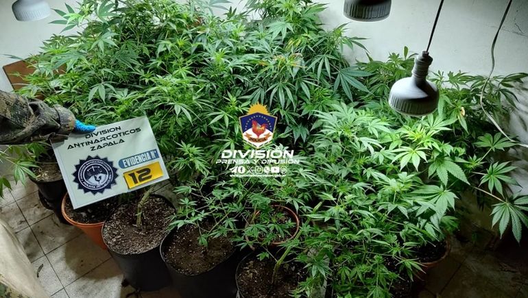 Un vivero de marihuana: por denuncias de vecinos, desbarataron un kiosco narco en Zapala