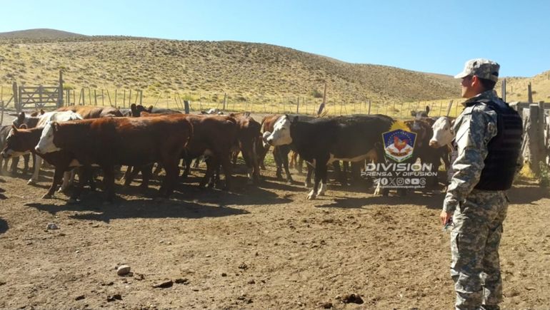 Recuperaron más de 40 vacas robadas en Las Coloradas