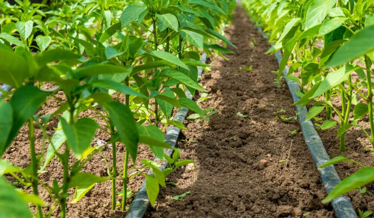 Transición hacia riego eficiente: aspersión y goteo ganan terreno frente al tradicional sistema gravitacional en el agro argentino. Transición hacia riego eficiente: aspersión y goteo ganan terreno frente al tradicional sistema gravitacional en el agro argentino.