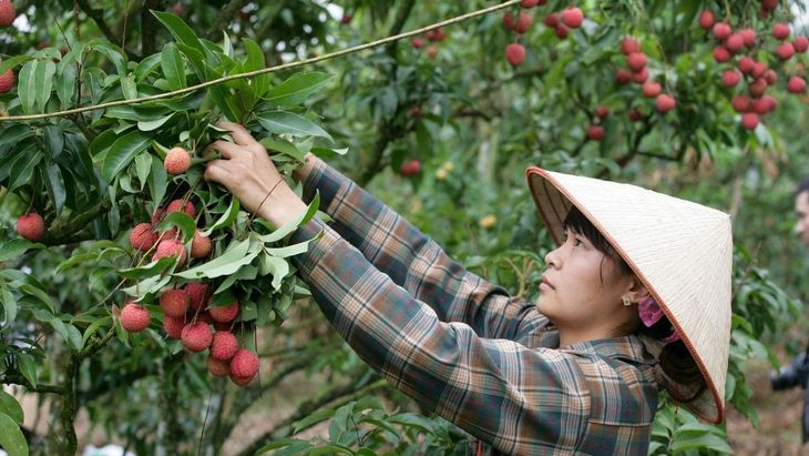 La cosecha del fruto, por ahora, es totalmente manual. La cosecha del fruto, por ahora, es totalmente manual.