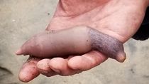 Extraña criatura: ¿cómo es el pez pene que apareció en la costa de Chubut? Extraña criatura: ¿cómo es el pez pene que apareció en la costa de Chubut?